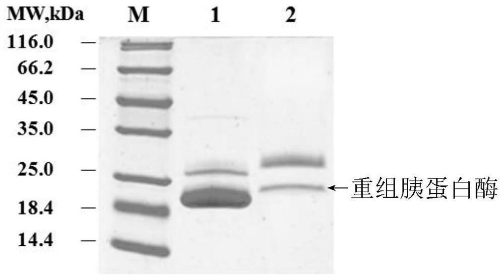 Pig trypsinogen mutant and expression thereof in pichia pastoris