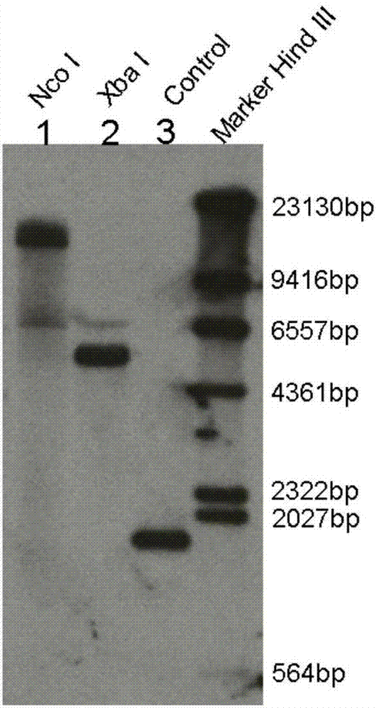 Arabidopsis thaliana gamma-INF induced lysosome thiol reductase gene and application thereof