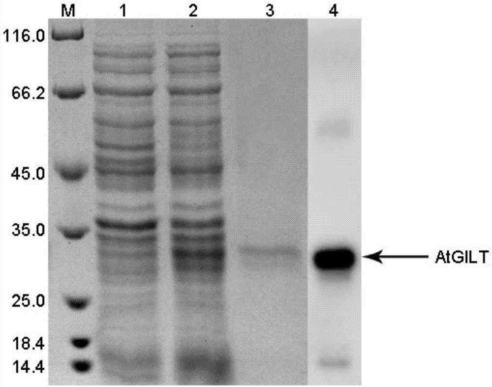 Arabidopsis thaliana gamma-INF induced lysosome thiol reductase gene and application thereof