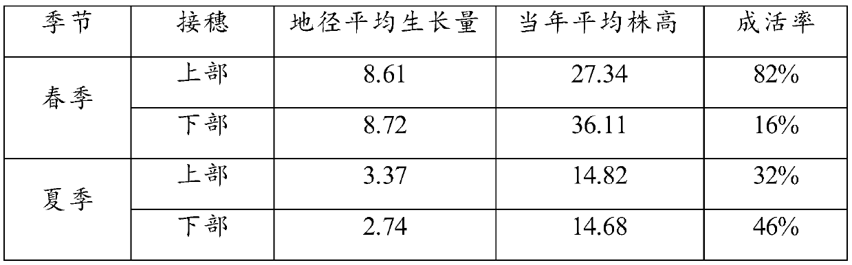 A kind of grafting cultivation method of Euonymus plant golden beetle