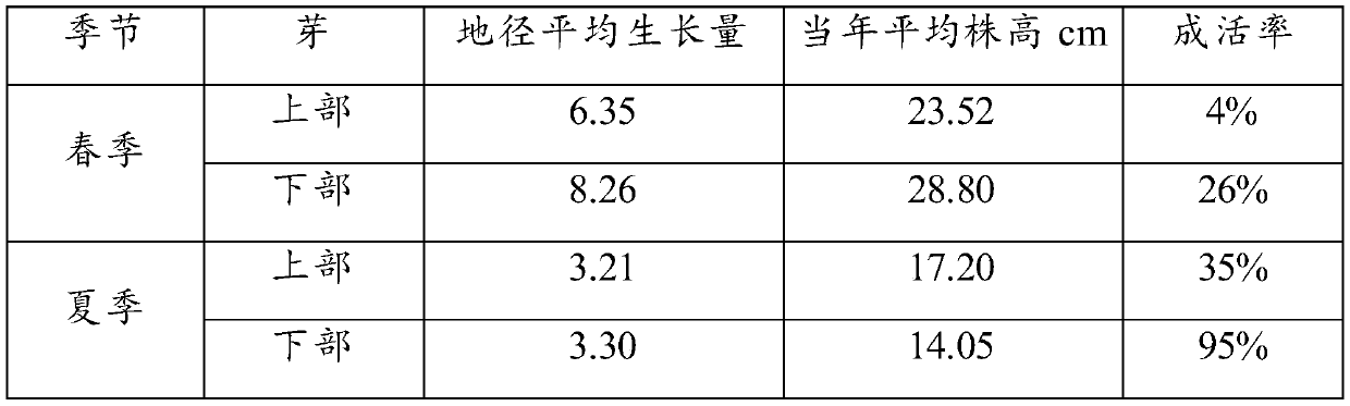 A kind of grafting cultivation method of Euonymus plant golden beetle