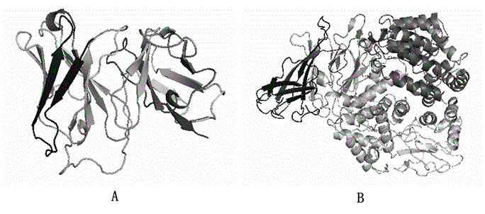 Human-derived insecticidal protein and preparation method and application thereof