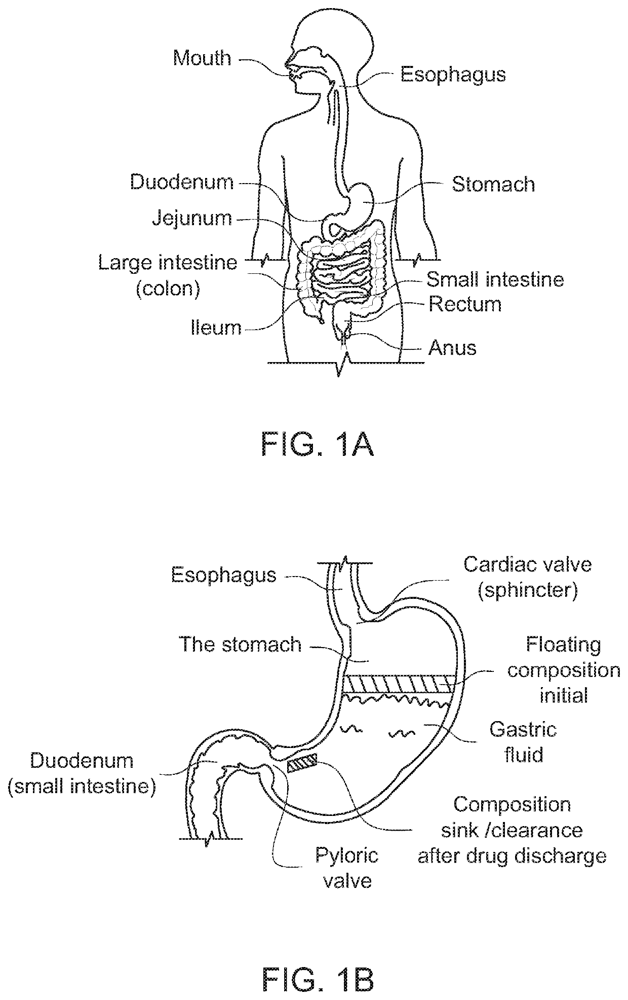 Modified release drug powder composition comprising gastro-retentive raft forming systems having trigger pulse drug release