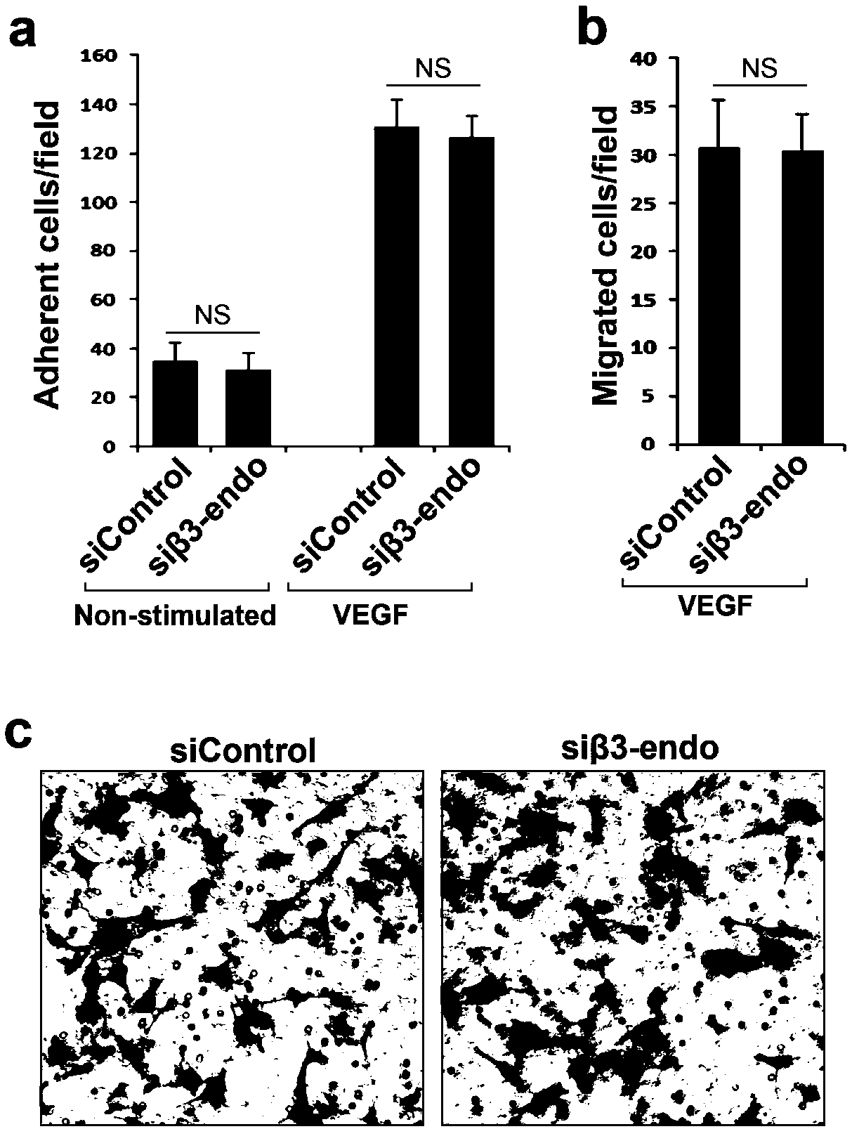 Application of beta 3-endoxine protein factor as target molecule in regulation of neovascularization