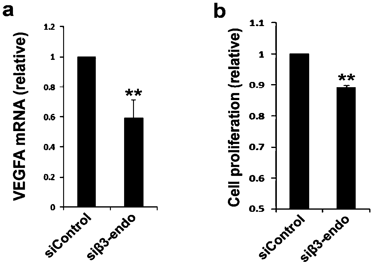 Application of beta 3-endoxine protein factor as target molecule in regulation of neovascularization