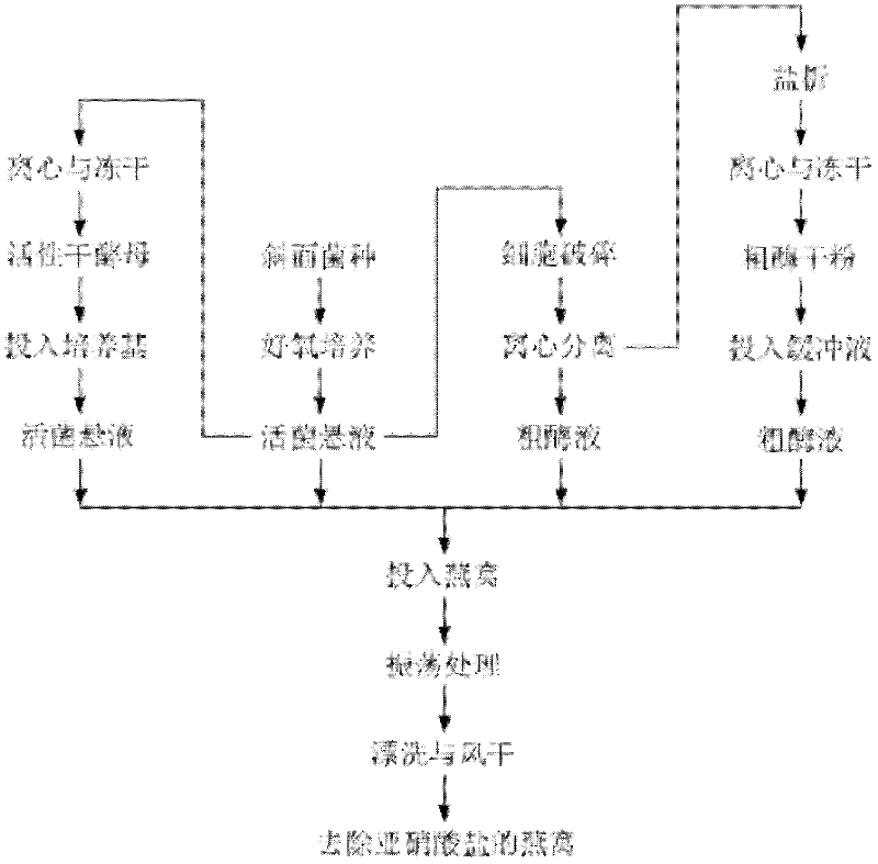 Method for removing nitrite in edible bird's nest by using microbial viable bacteria suspension and/or crude enzyme liquid and application