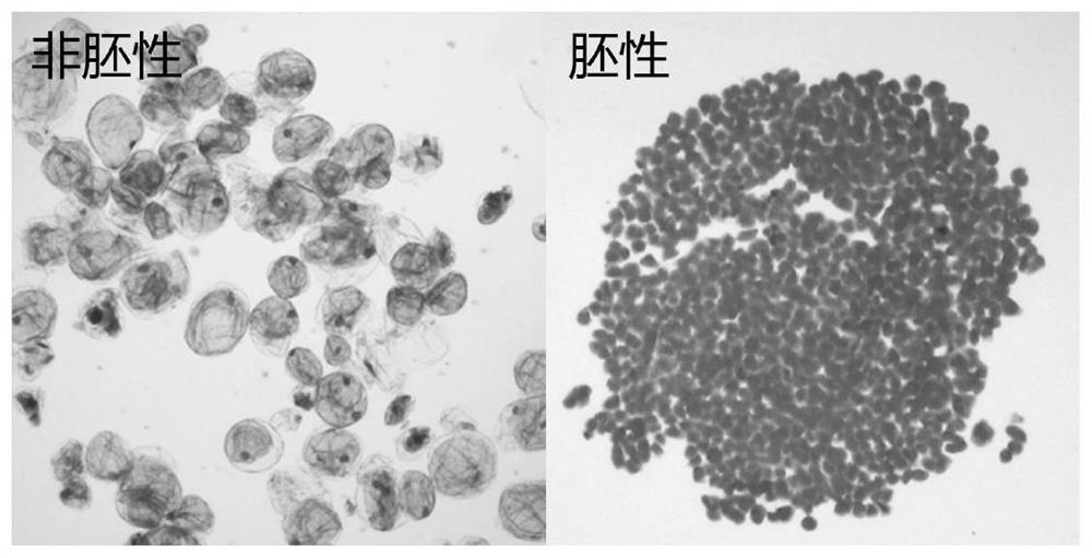 A method for improving the induction effect of agapanthus body embryos