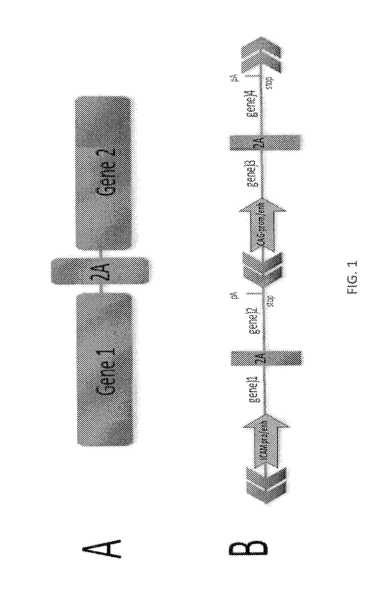 Multi-Transgenic Pig for Xenotransplantation