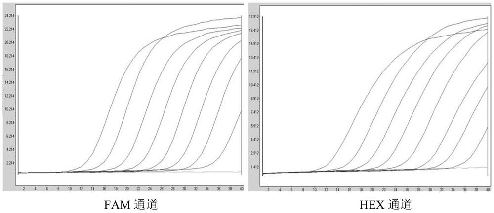 Triple real-time fluorescent RT-PCR primer, probe and detection method for detecting novel coronavirus