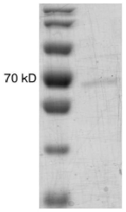 A kind of Rhodopseudomonas palustris atps2 protein and its preparation method and application