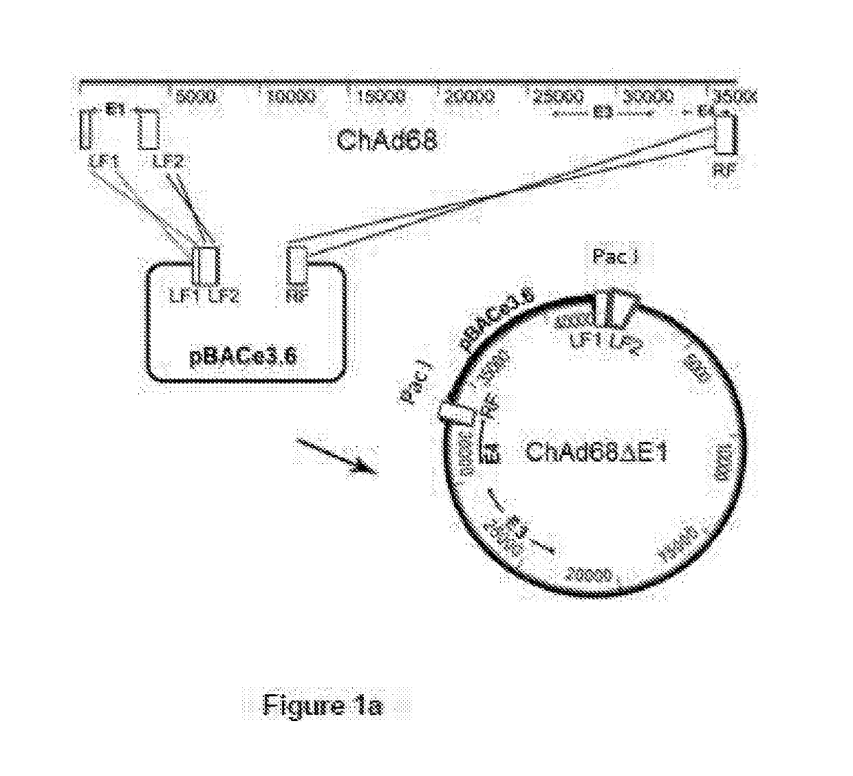 Adenoviral Vector