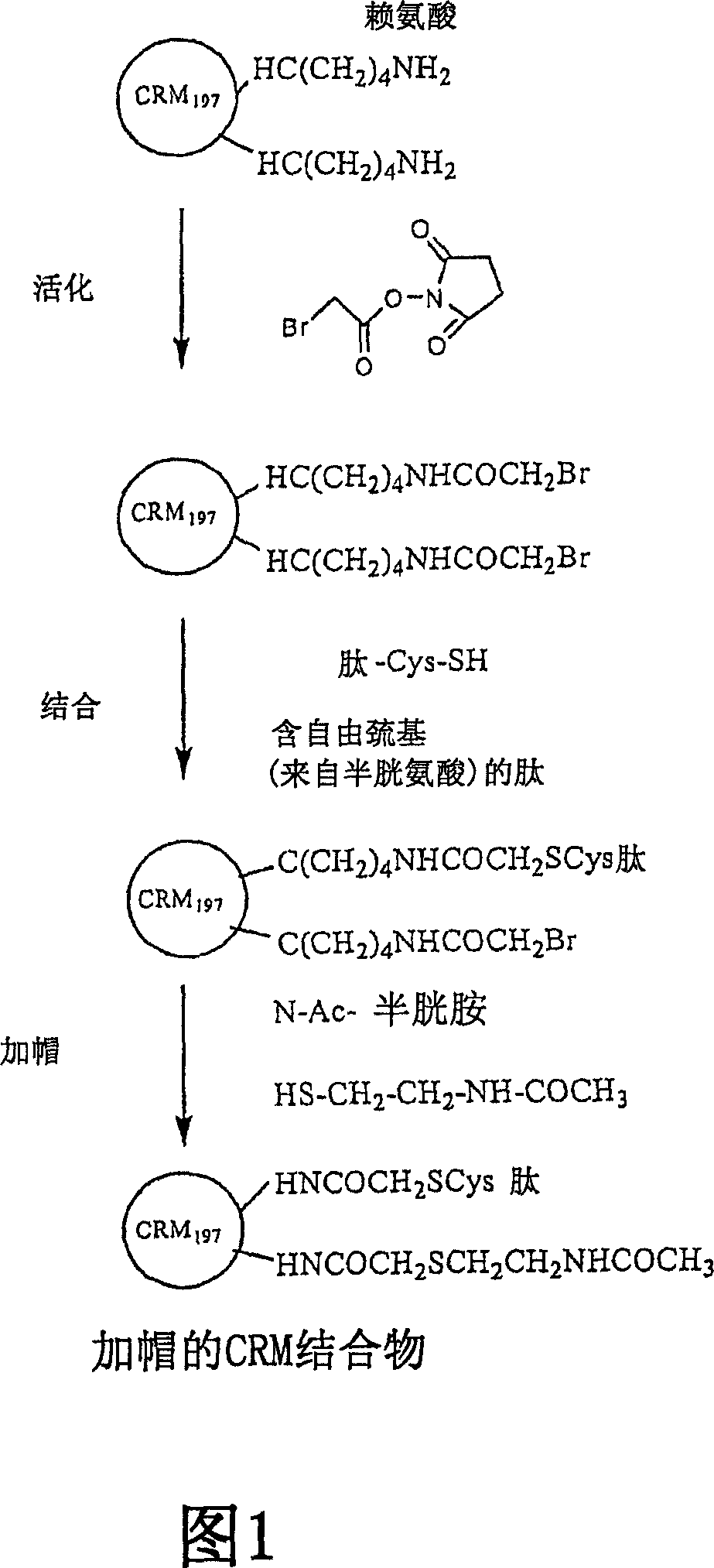 Immunogenic peptide carrier conjugates and methods of producing same