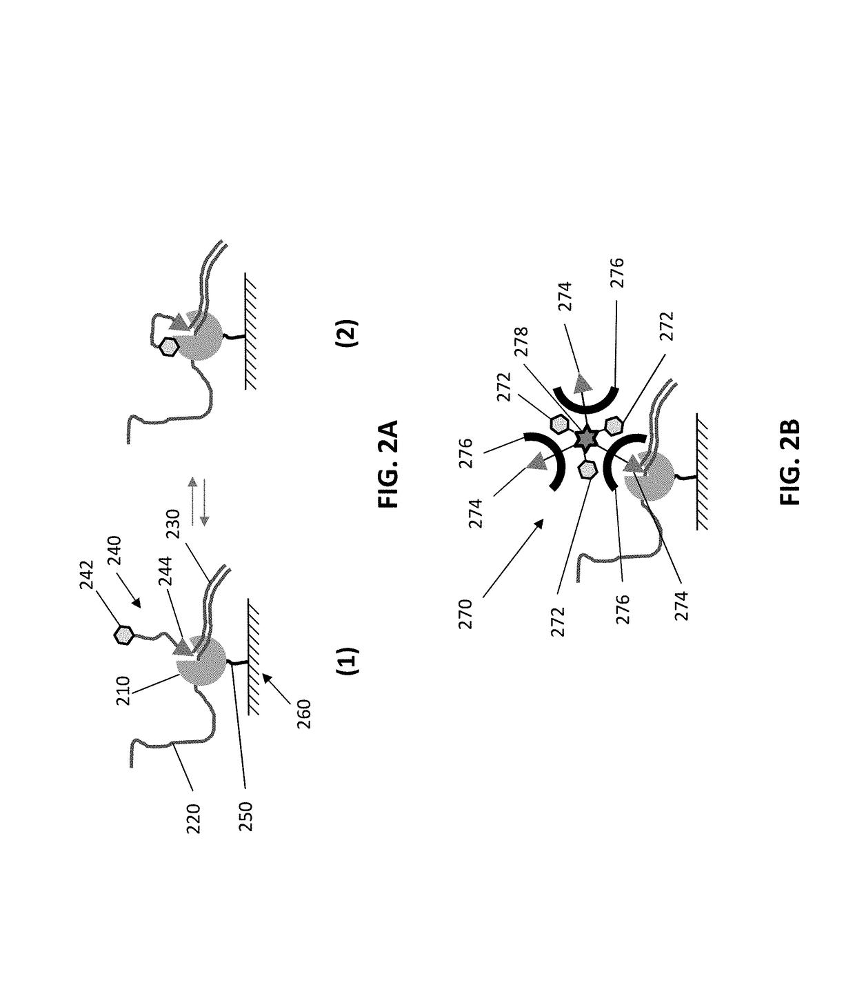 Multimeric protected fluorescent reagents