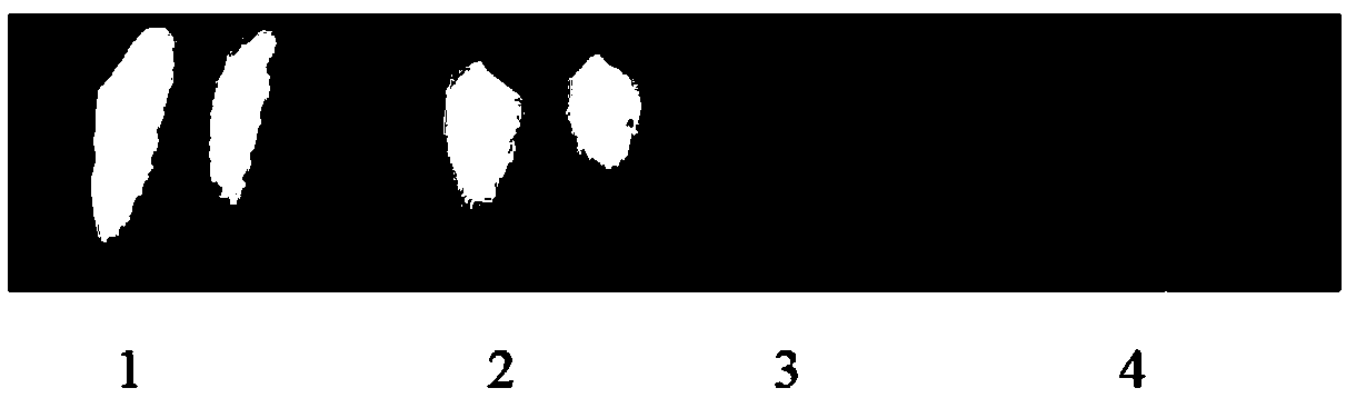 Low amylose content gene wx-C39 functional marker and application thereof