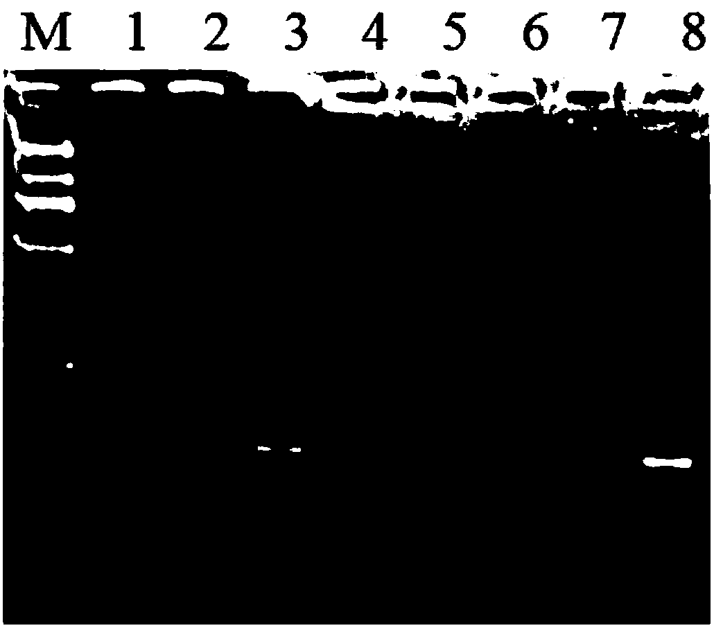 Low amylose content gene wx-C39 functional marker and application thereof