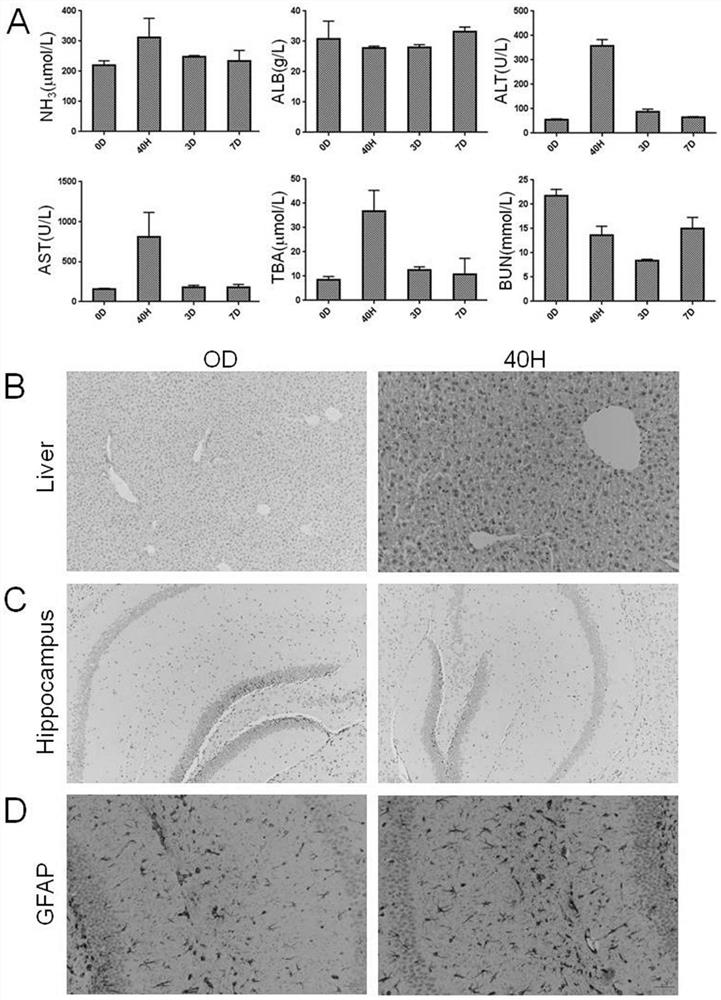 Application of fxr agonists in the treatment of hepatic encephalopathy