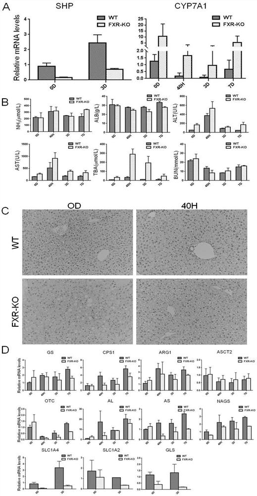 Application of fxr agonists in the treatment of hepatic encephalopathy