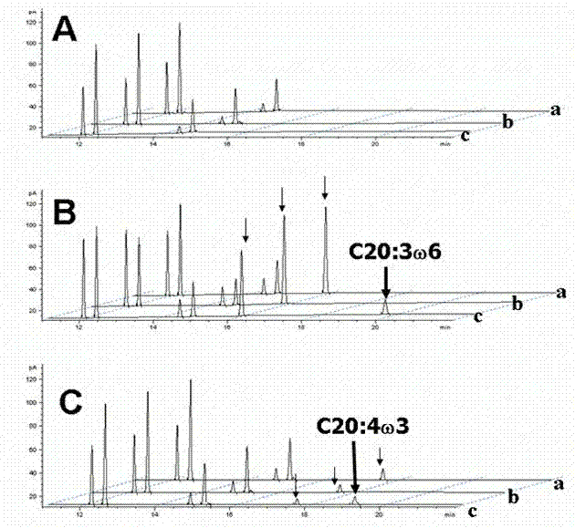 DNA sequence for coding Myrmecia incisa delta-6 fatty acid elongase and application thereof