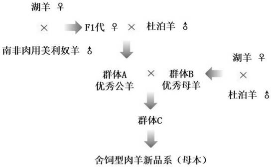 A kind of breeding method of house-feeding sheep female parent strain