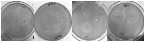 Efficient microorganism complex microbial inoculant