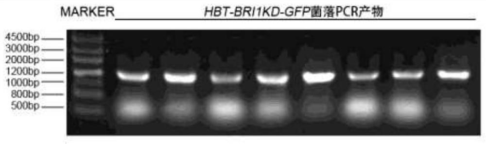 Application and method of bri1 in plant immune signal verification