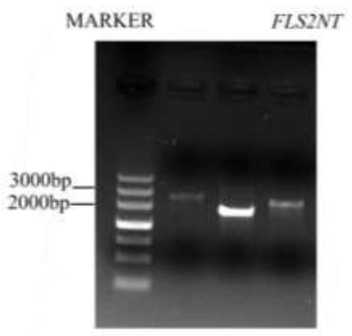 Application and method of bri1 in plant immune signal verification