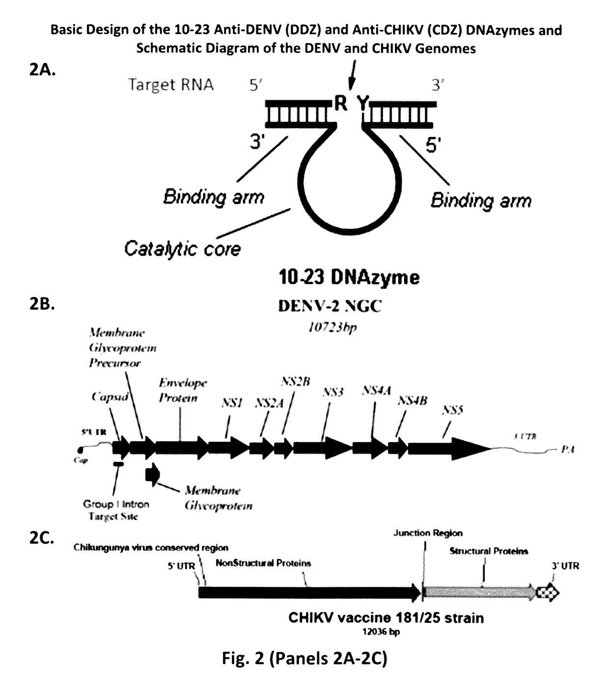 Dnazyme-nanoparticle conjugates and methods of use thereof