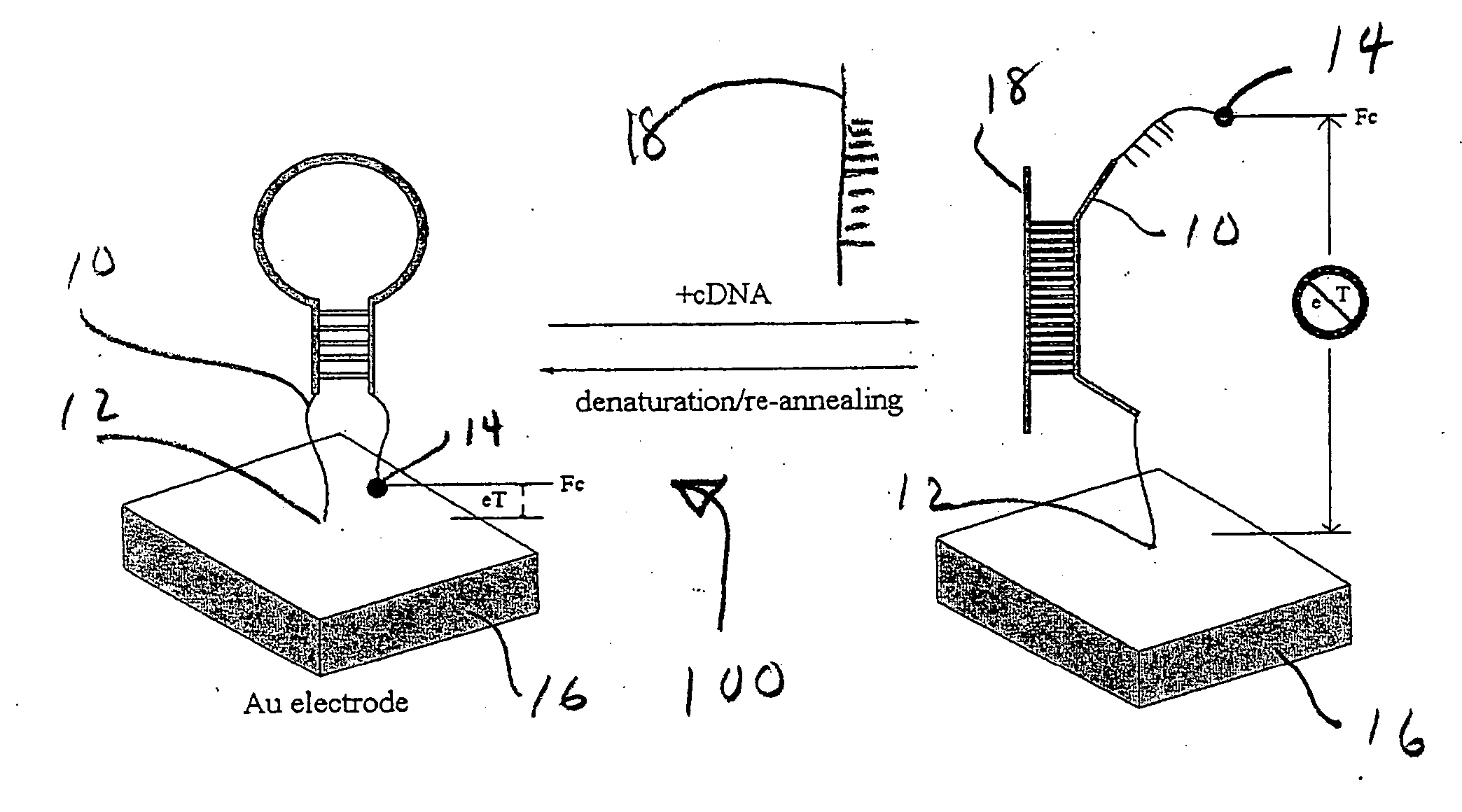 Reagentless, reusable bioelectronic detectors and their use as authentication devices