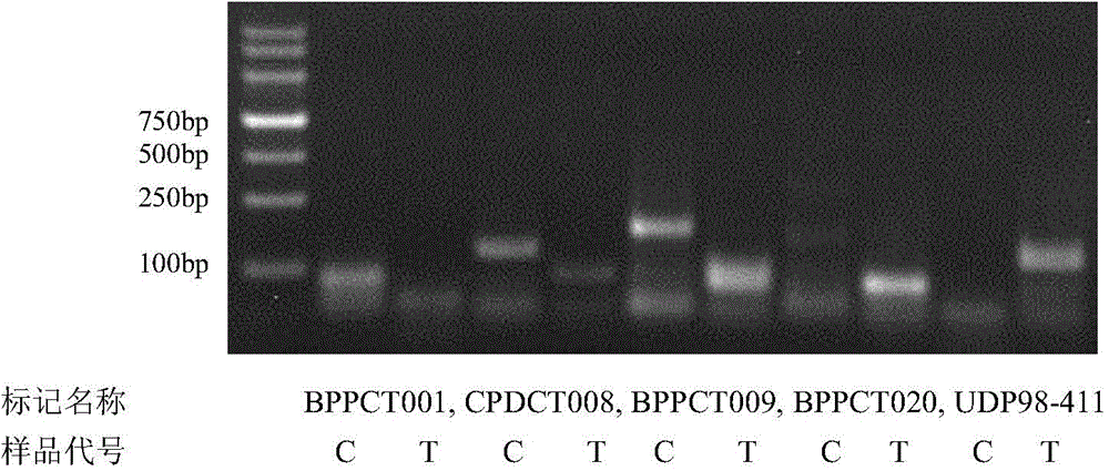 Method for identifying peach bud mutation