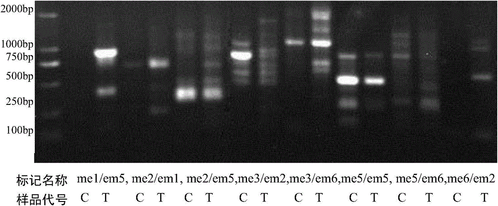 Method for identifying peach bud mutation