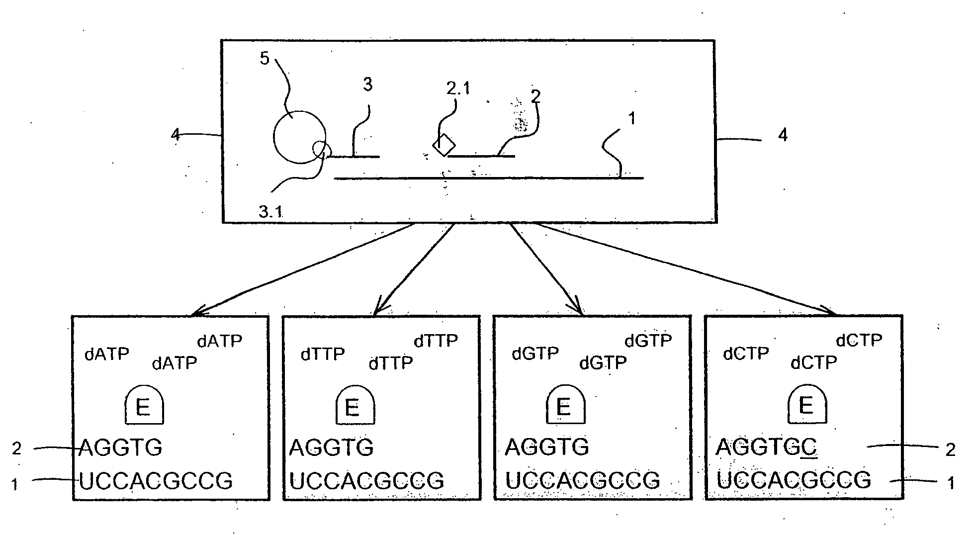 Method and test kit for detecting nucleotide variations