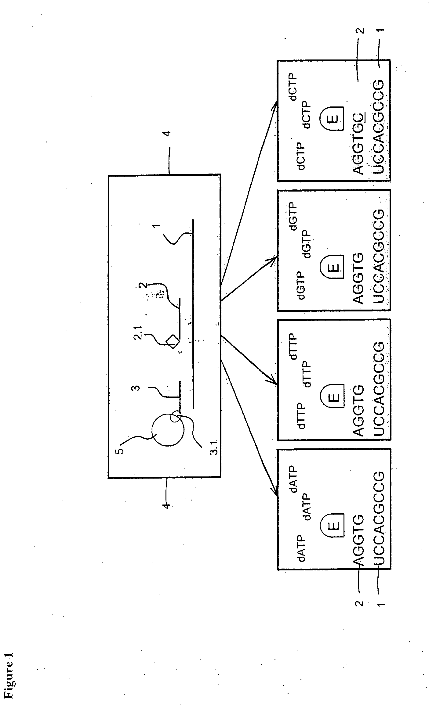 Method and test kit for detecting nucleotide variations