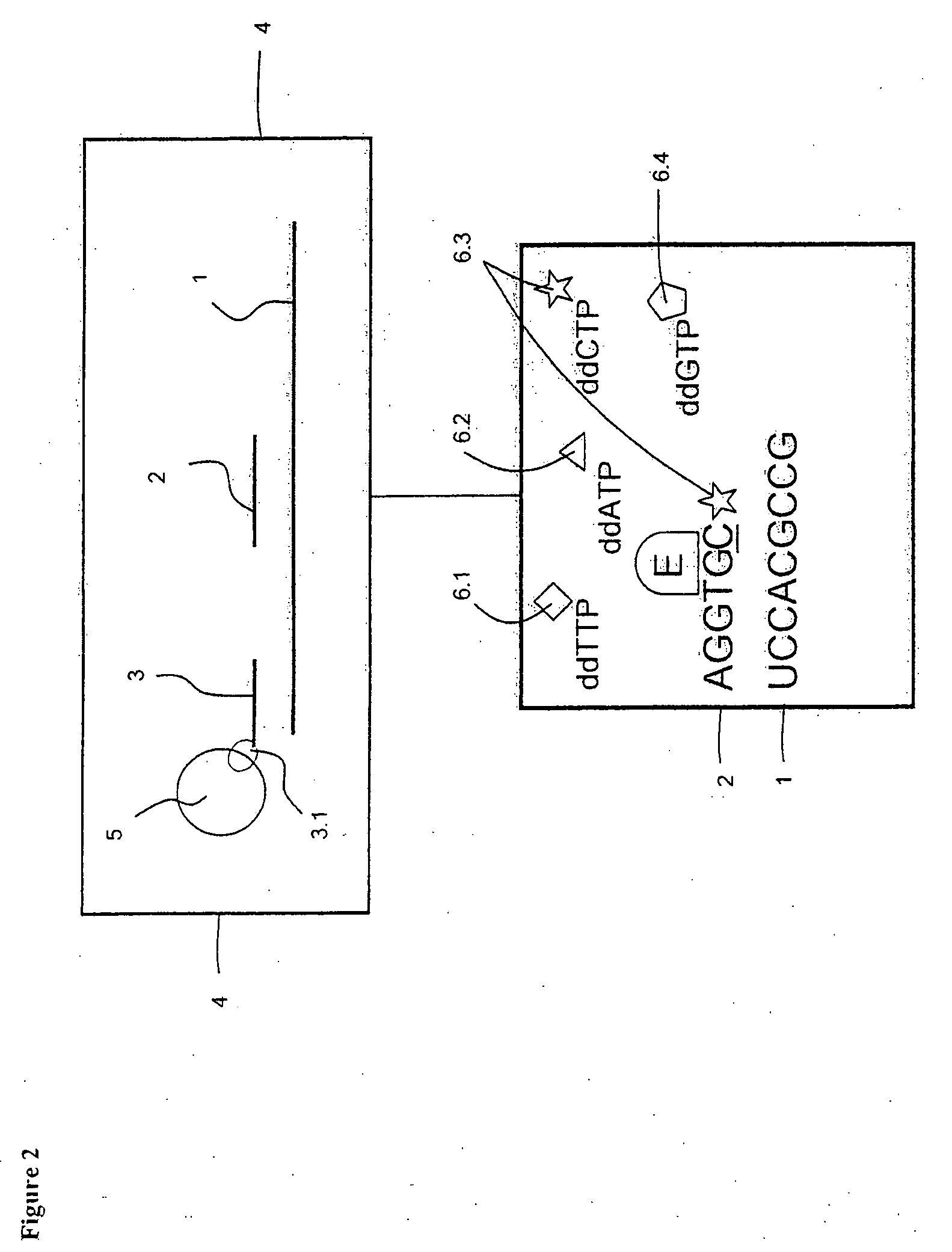 Method and test kit for detecting nucleotide variations