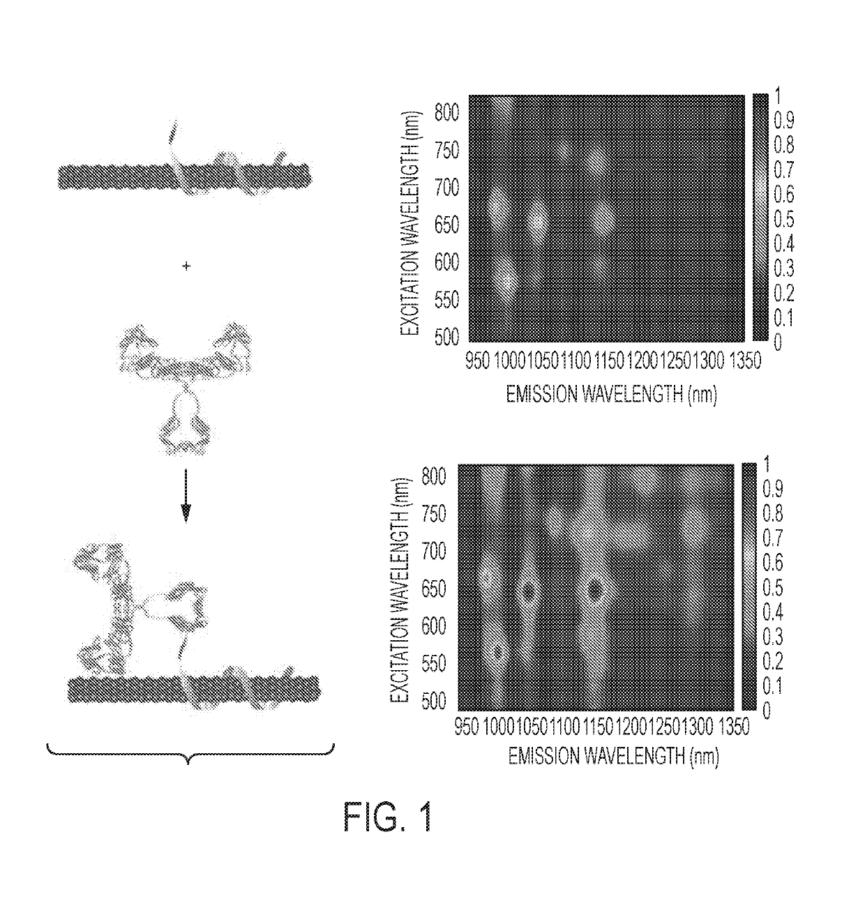 Swcnt-dna-antibody conjugates, related compositions, and systems, methods and devices for their use