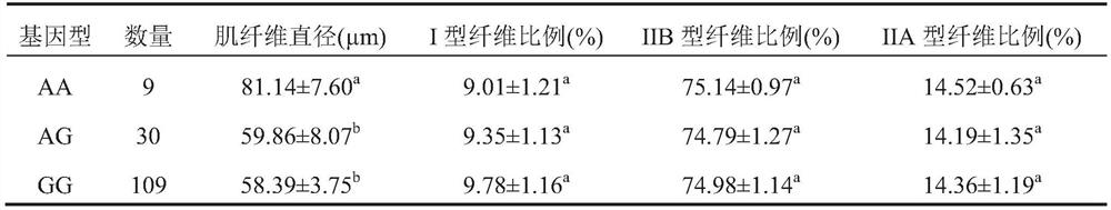 A method for identifying the diameter of pig muscle fiber and the pair of primers used therefor