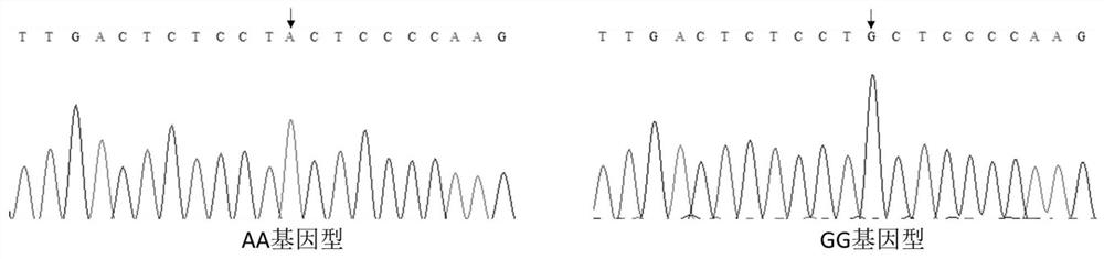 A method for identifying the diameter of pig muscle fiber and the pair of primers used therefor