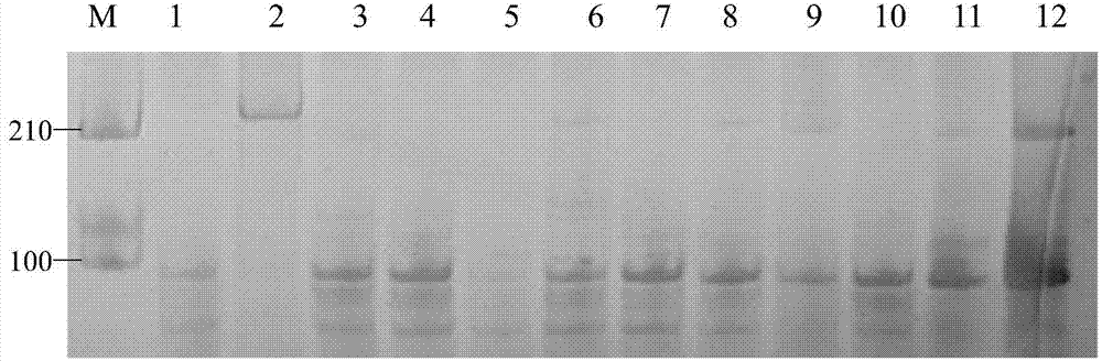 The ssr primer set developed based on the transcriptome sequencing information of A. tomentosa and its application in germplasm identification