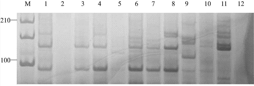 The ssr primer set developed based on the transcriptome sequencing information of A. tomentosa and its application in germplasm identification