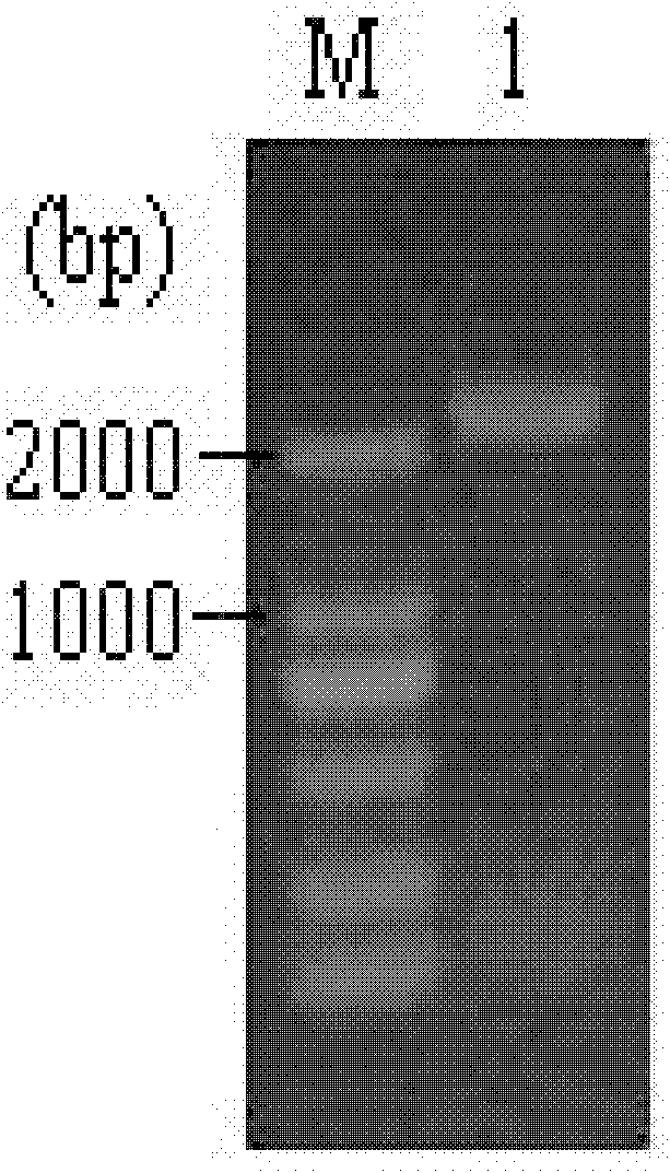 Alpha-galactosidase, and coding gene and application thereof