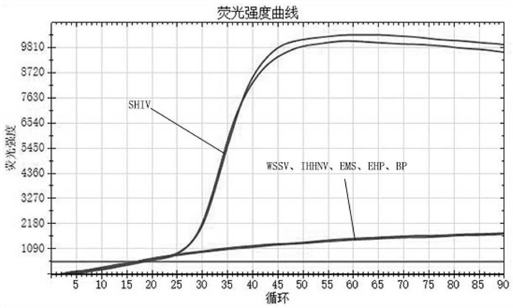 LAMP (Loop-mediated Isothermal Amplification) detection primer group, kit and method for shrimp blood cell iridovirus