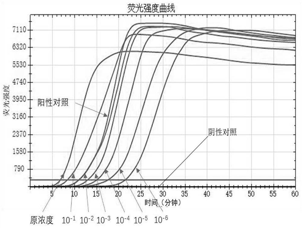 LAMP (Loop-mediated Isothermal Amplification) detection primer group, kit and method for shrimp blood cell iridovirus