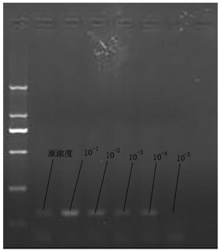 LAMP (Loop-mediated Isothermal Amplification) detection primer group, kit and method for shrimp blood cell iridovirus