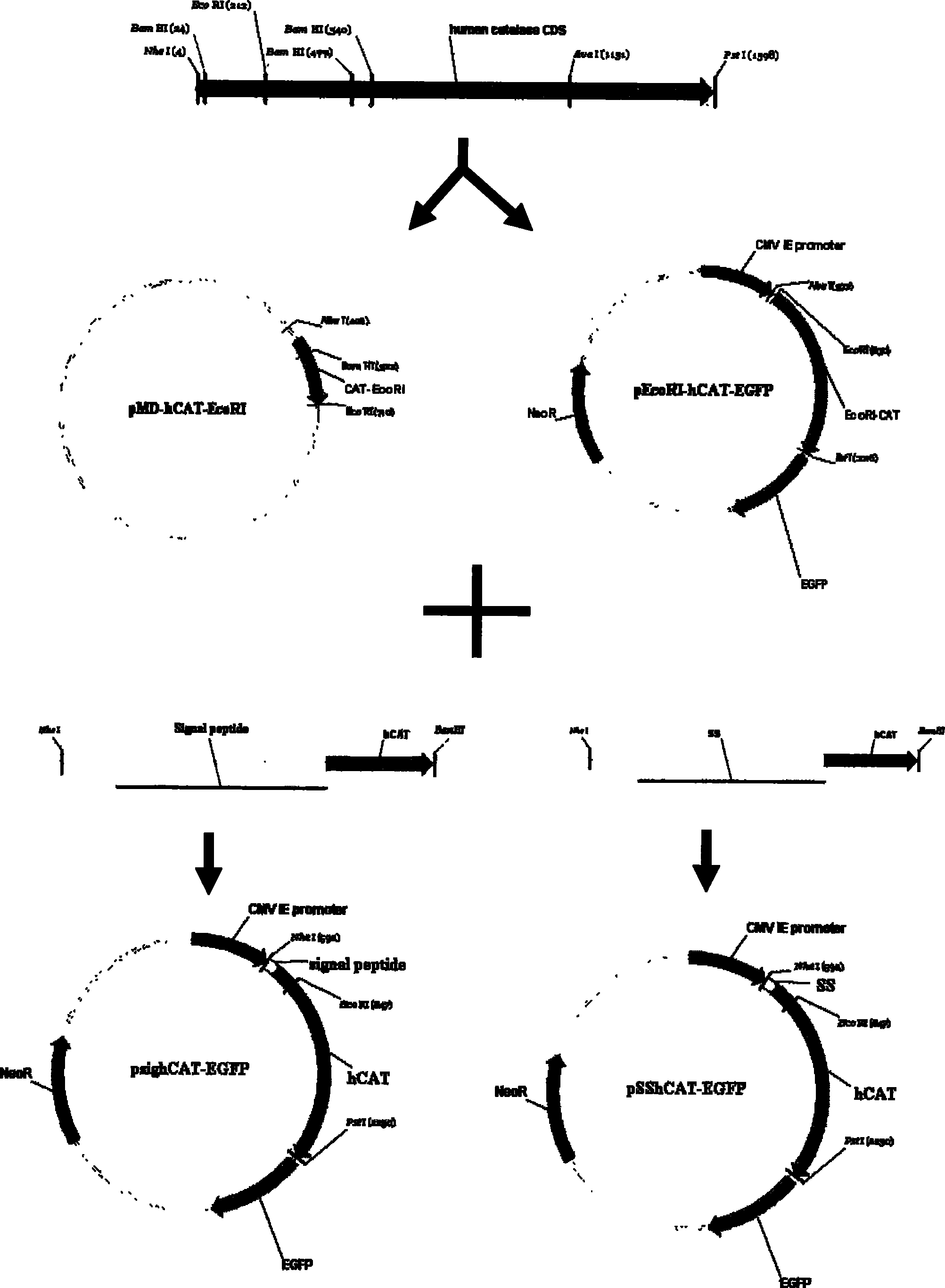 Method for improving secernment efficiency of recombined protein