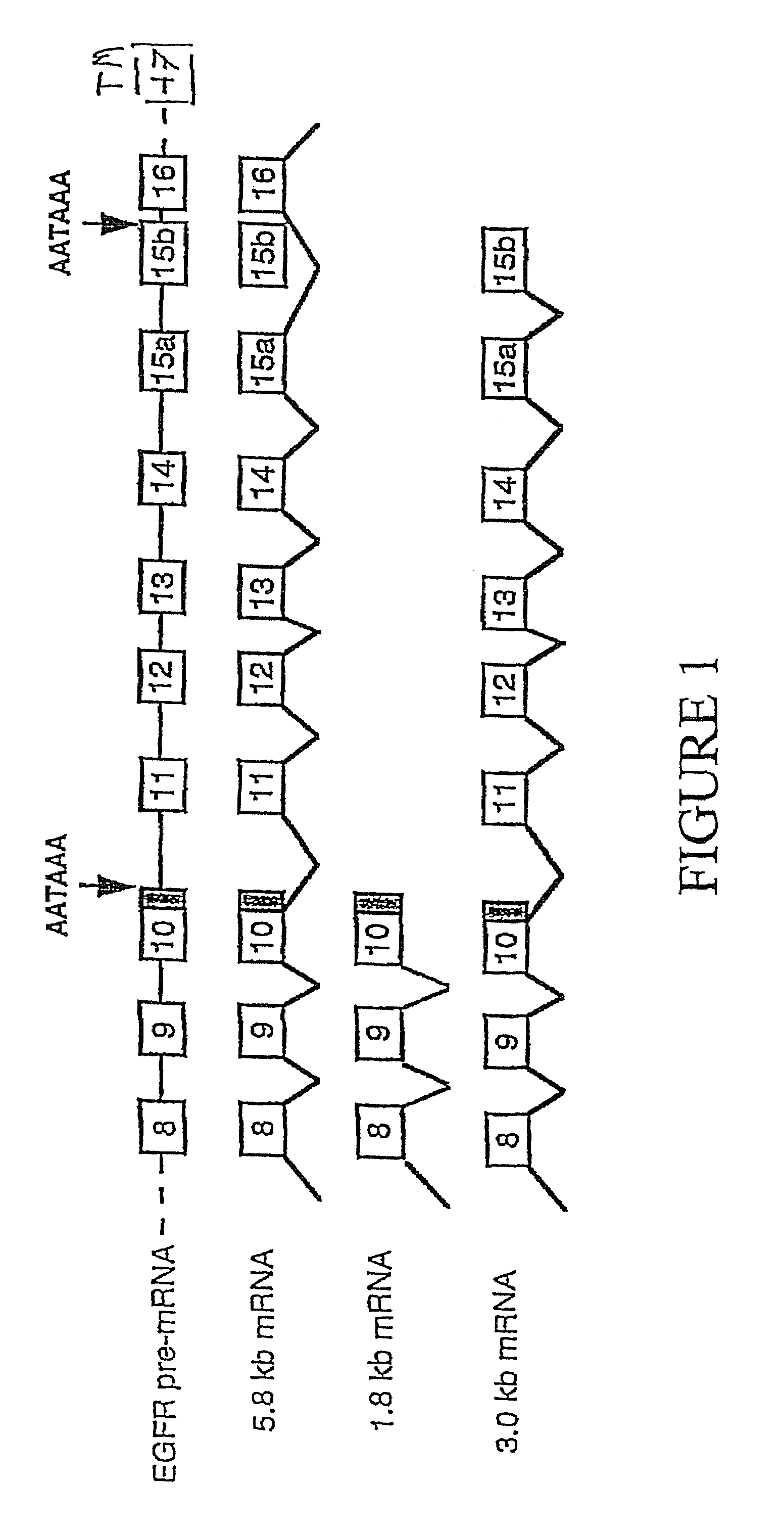 Soluble epidermal growth factor receptor-like proteins and their uses in cancer detection methods