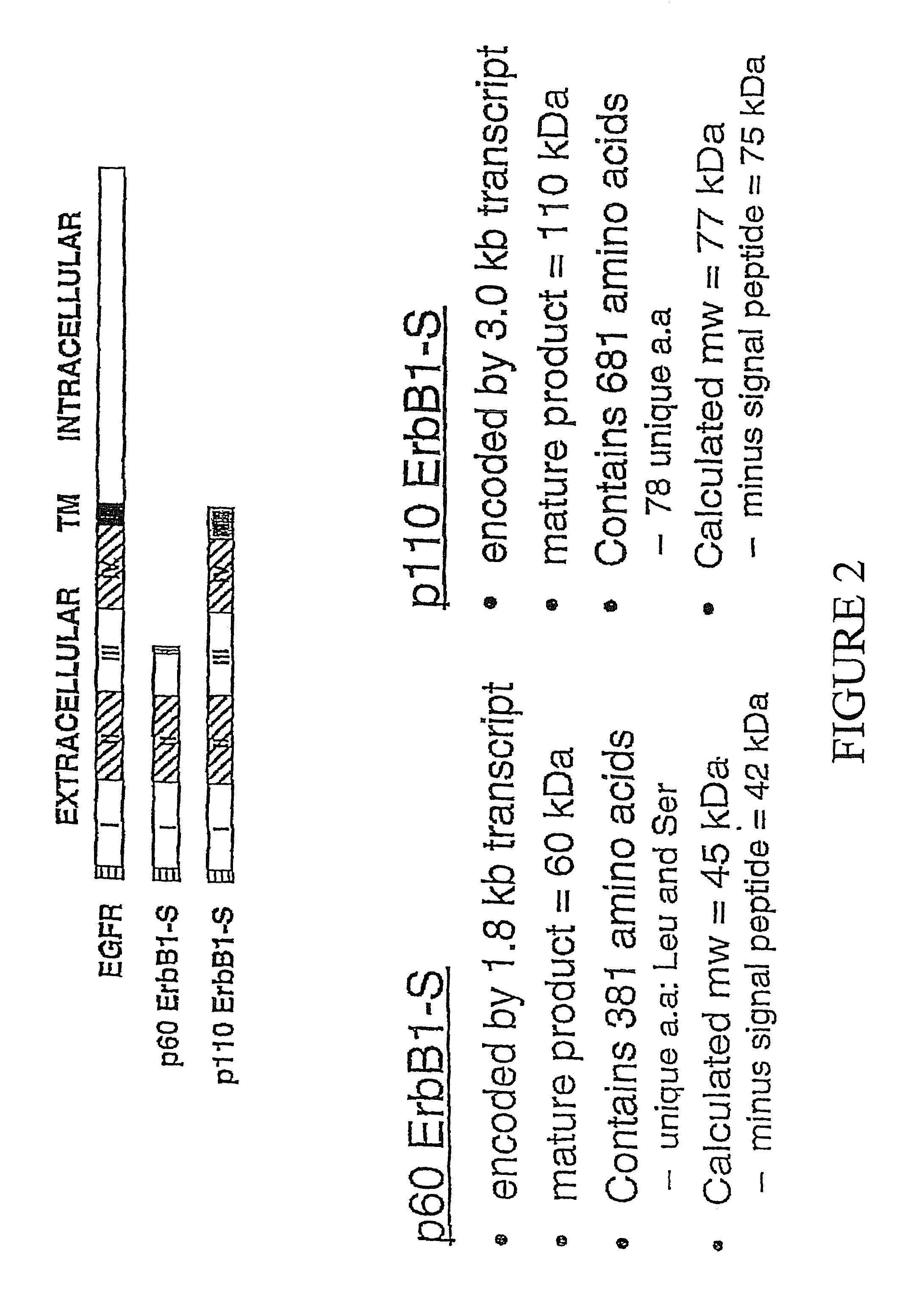 Soluble epidermal growth factor receptor-like proteins and their uses in cancer detection methods