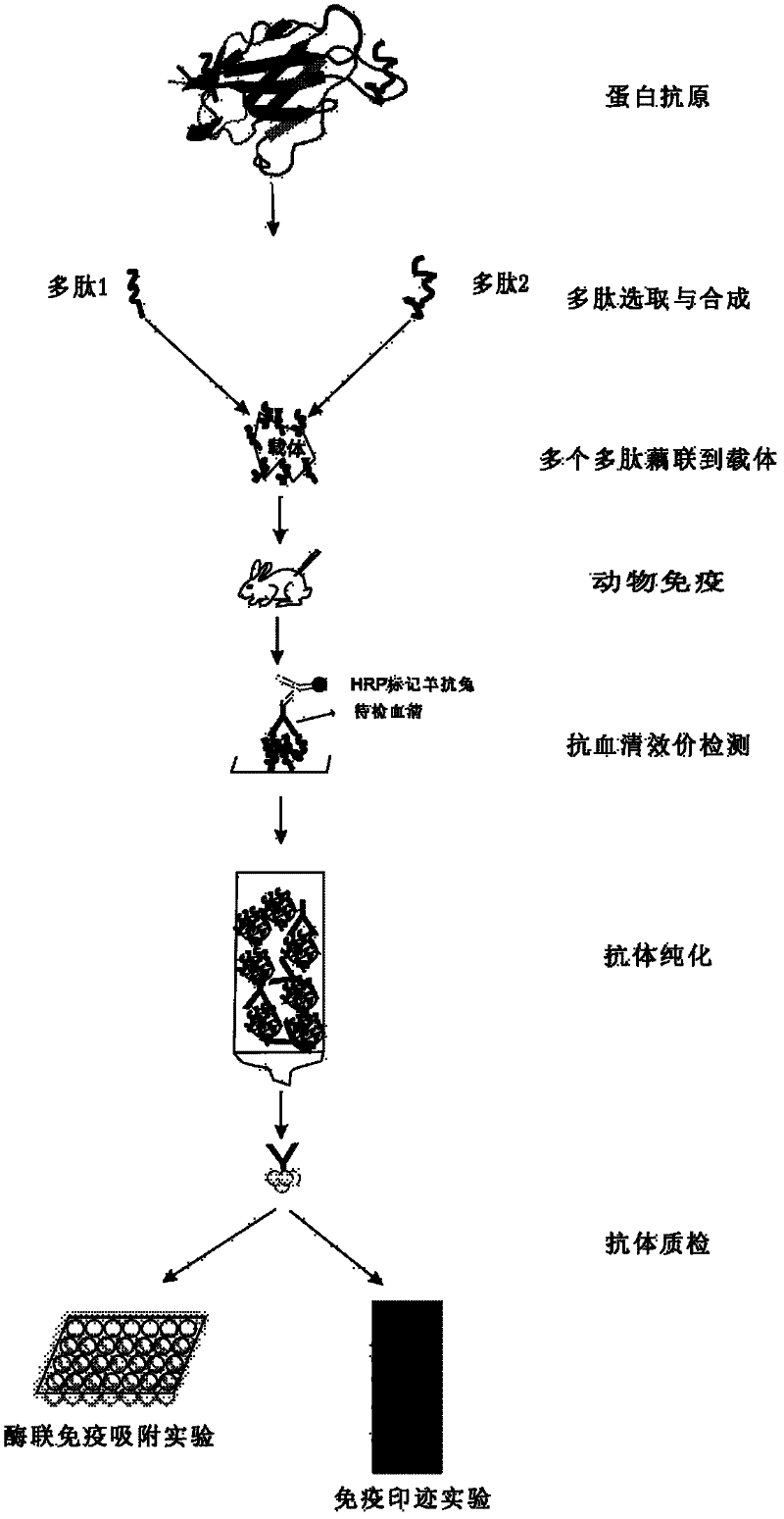 Method for producing antibody by coupling multi-polypeptide epitope of protein antigen with carrier