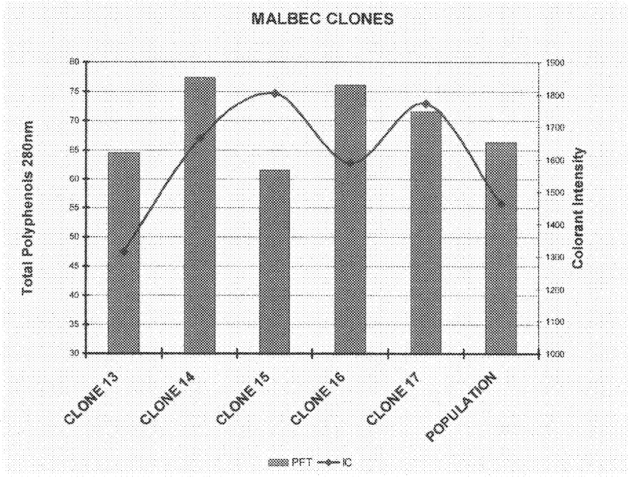 Grapevine named `Catena Malbec Clone 16`