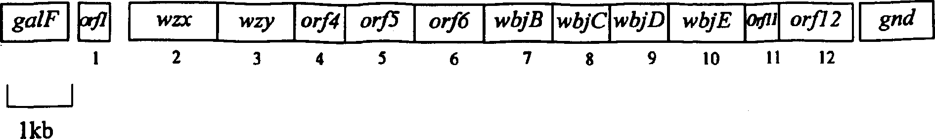 Nucleotide and its use