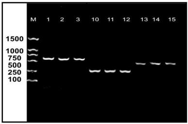 Multiplex PCR detection primers and multiplex PCR detection method for Escherichia coli O&lt;157&gt;