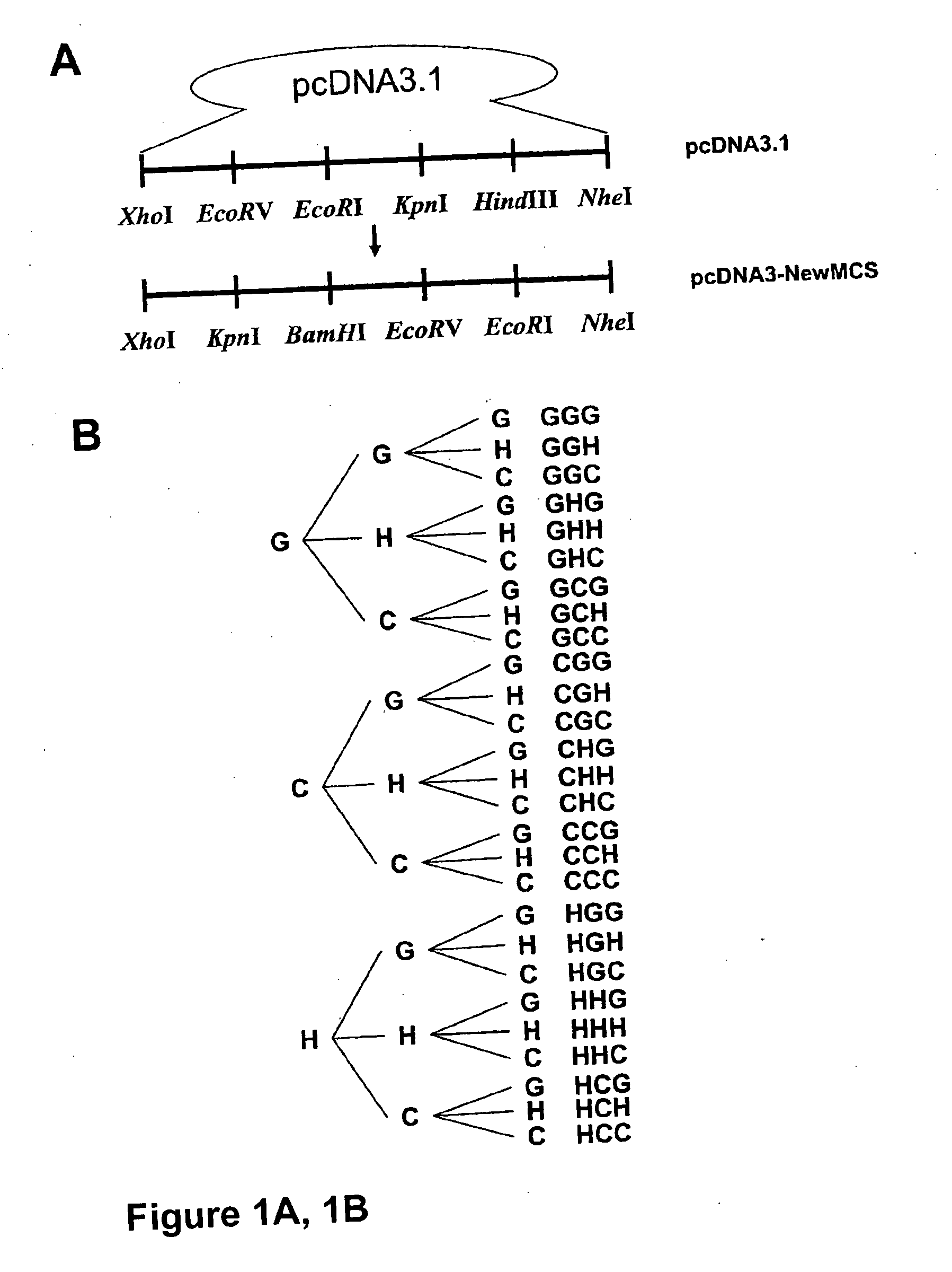 Glucose inducible insulin expression and methods of treating diabetes